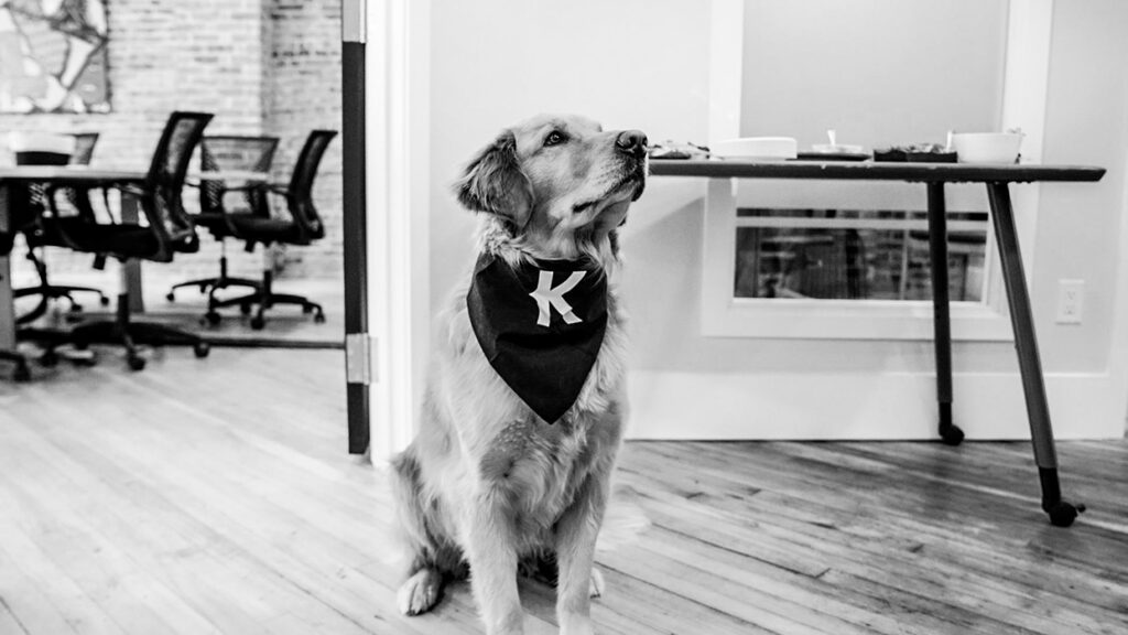 Golden retriever wearing a black bandana with a white 'K' sits on a wooden floor in an office, with a table and chairs in the background.