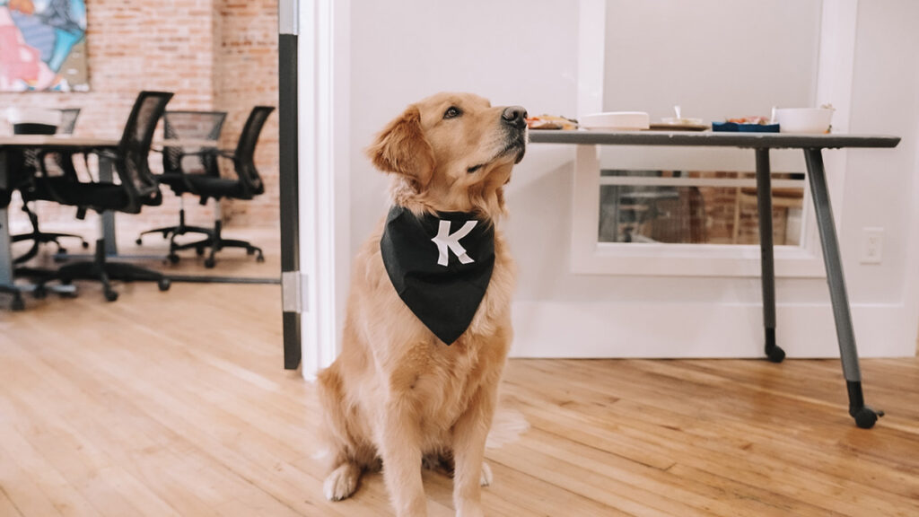 Golden retriever wearing a black bandana with a white 'K', sitting on a wooden floor in a bright office space.